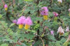 Dichrostachys cinerea
